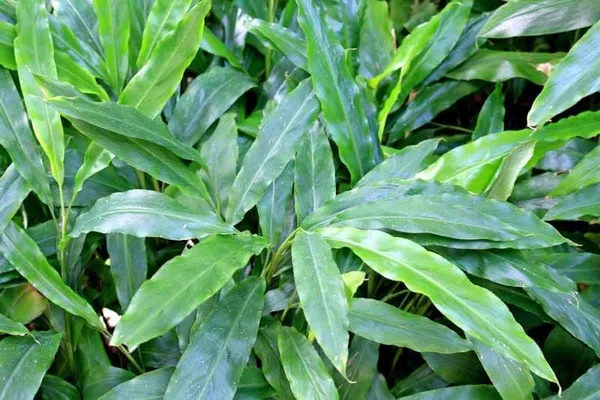 Kerala_Green_Cardamom_Choti_Elaichi_Spice_Plants_For_Home_Garden_(Pack_Of_1)