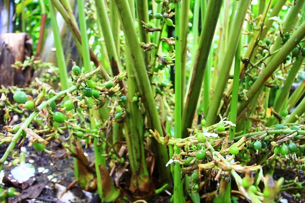 Kerala_Green_Cardamom_Choti_Elaichi_Spice_Plants_For_Home_Garden_(Pack_Of_1)