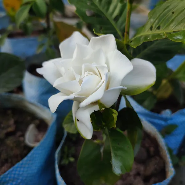 Gaint_White_Gardenia_flower_plant