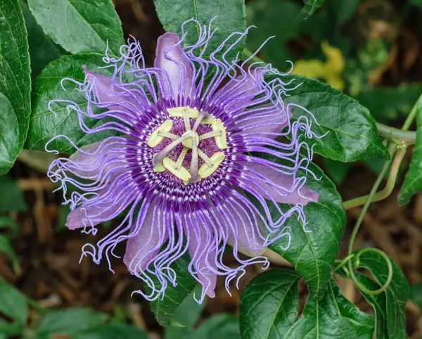 Krishna_Kamal/_Passion_Flower__Plant_(Pack_Of_1)