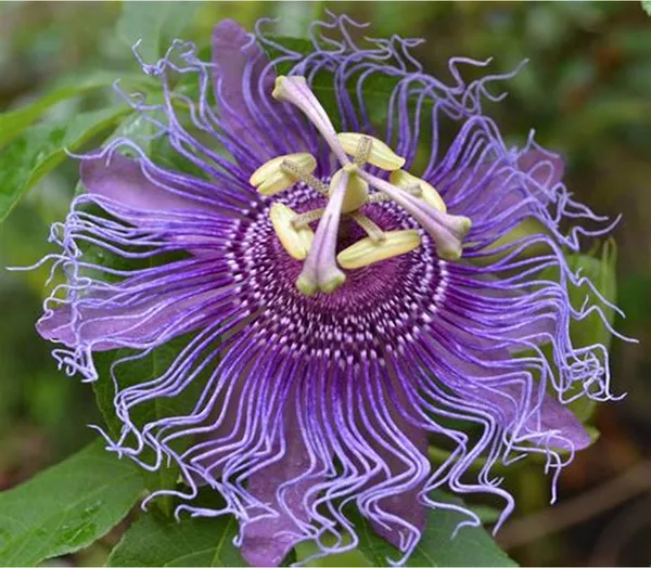 Krishna_Kamal/_Passion_Flower__Plant_(Pack_Of_1)
