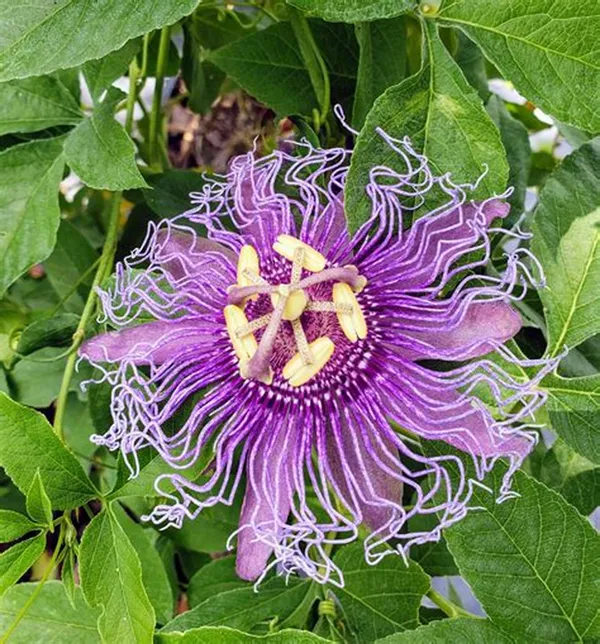 Krishna_Kamal/_Passion_Flower__Plant_(Pack_Of_1)