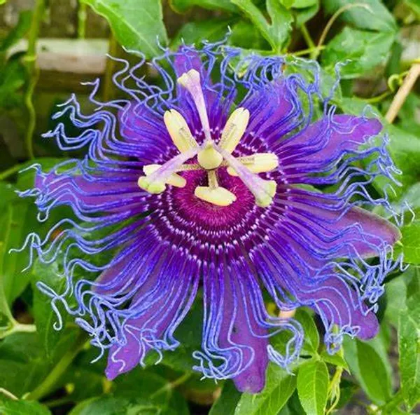 Krishna_Kamal/_Passion_Flower__Plant_(Pack_Of_1)