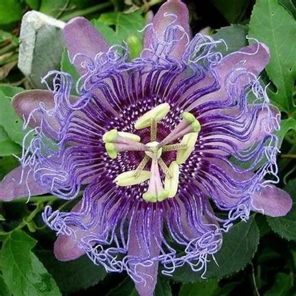 Krishna_Kamal/_Passion_Flower__Plant_(Pack_Of_1)