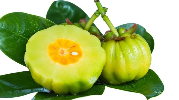 Kudampuli_Fruit_Plant__(Pack_Of_1)