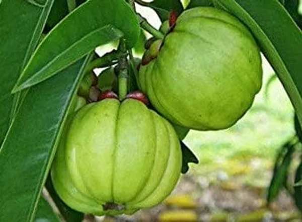Kudampuli_Fruit_Plant__(Pack_Of_1)