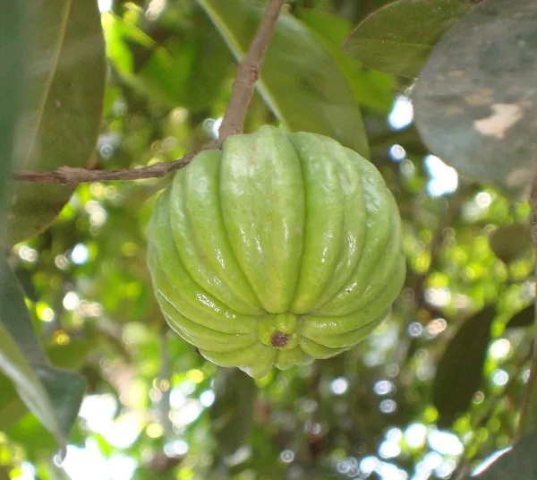 Kudampuli_Fruit_Plant__(Pack_Of_1)