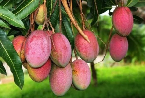 Australian_R2_E2_Mango_|_Grafted_and_Hybrid_Plants