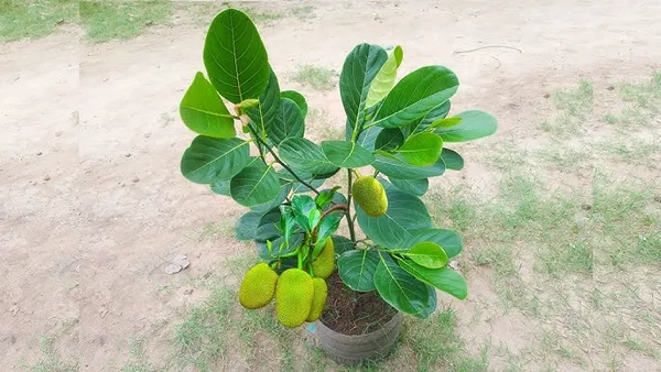 Thai_All_Time_Red_Jackfruit_Grafted_Fruit_Plant