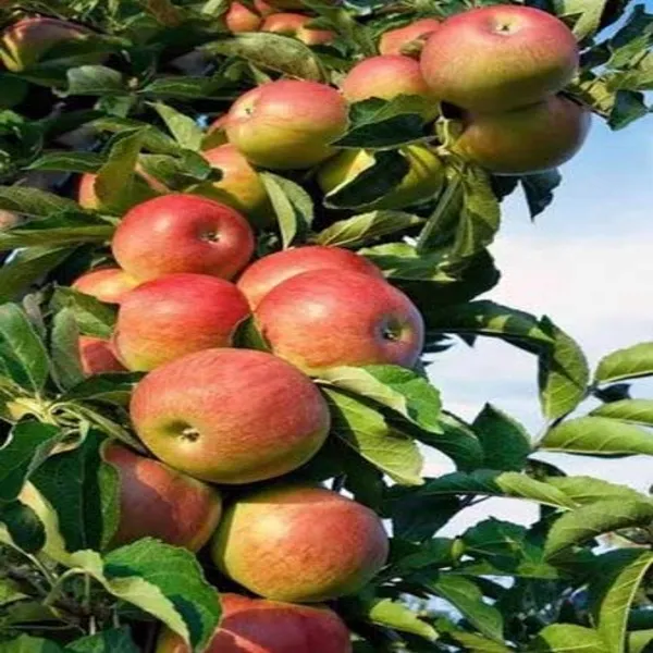 Hrmn-99_Apple_Plant_Grafted_Hybrid