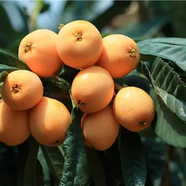 Loquat_Fruit_Plant__(Pack_Of_1)