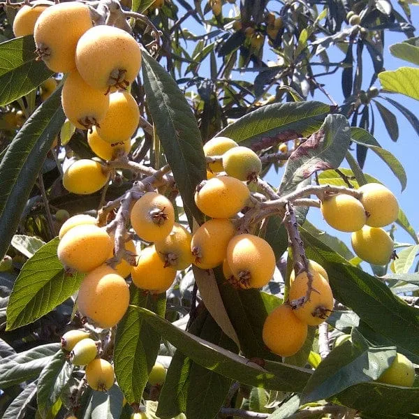 Loquat_Fruit_Plant__(Pack_Of_1)
