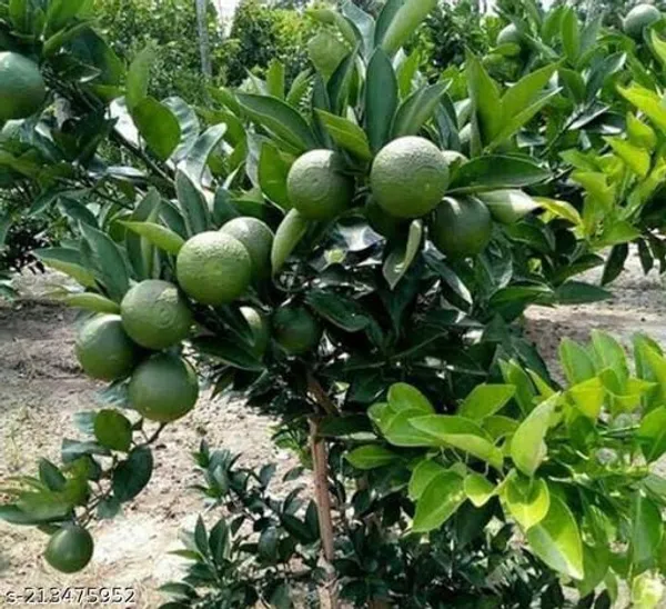 Hybrid_Vietnam_All_Time_Malta_Orange_|_Grafted_Plant_(1.5-2_Feet_Height_Pack_Of_1)