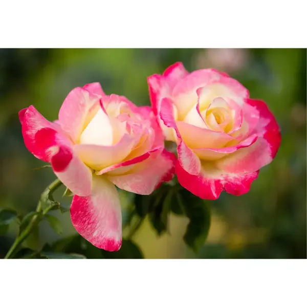 Double_Delight_Rose_Outdoor_Plant