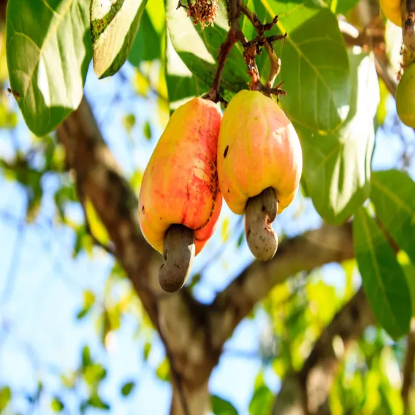 Cashew_Fruit_Plant_Grafted_Hybrid