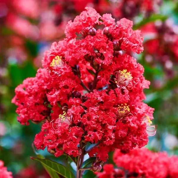 Lagerstroemia_Furush_Red_Flower_Plant