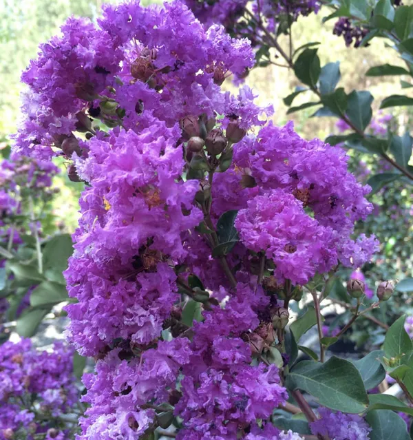 Lagerstroemia_Furush_Violet_Flower_Plant__(Pack_Of_1)