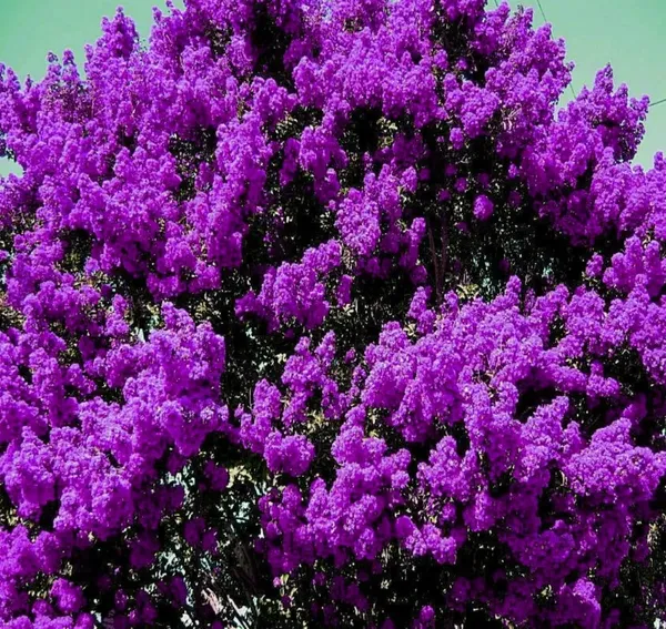 Lagerstroemia_Furush_Violet_Flower_Plant__(Pack_Of_1)