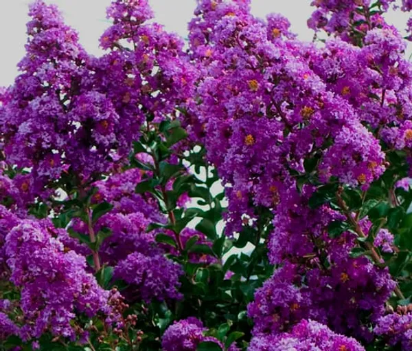 Lagerstroemia_Furush_Violet_Flower_Plant__(Pack_Of_1)