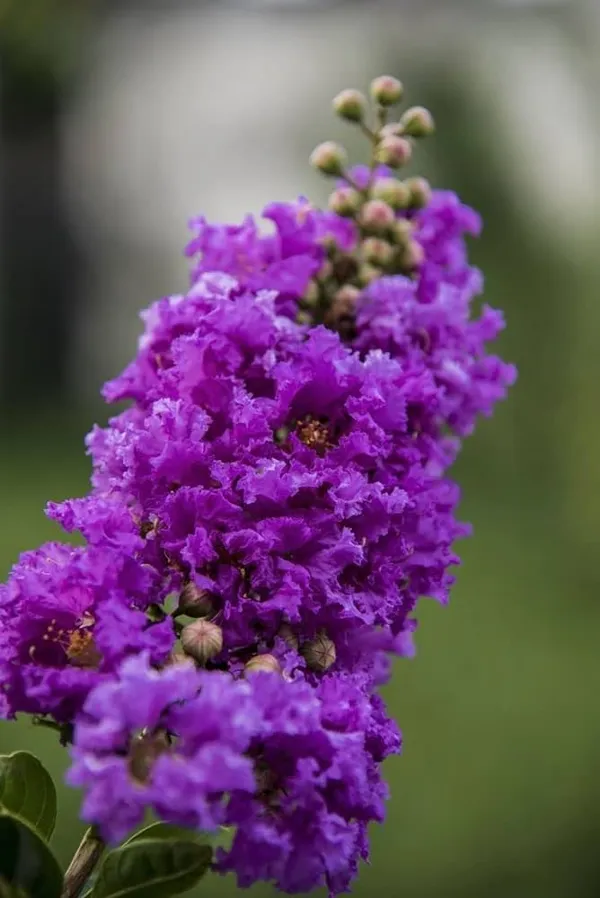 Lagerstroemia_Furush_Violet_Flower_Plant__(Pack_Of_1)
