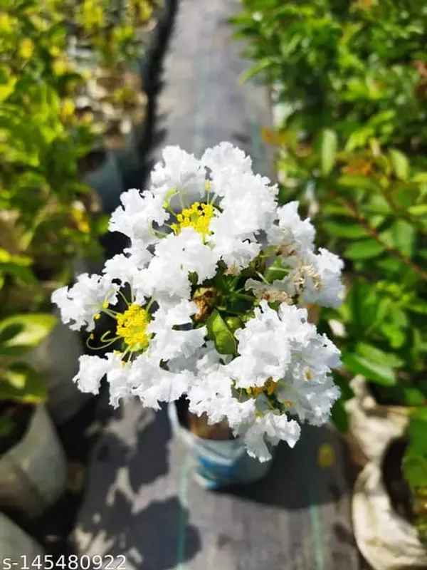 Lagerstroemia_Furush_White_Flower_Plant