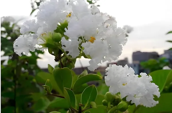 Lagerstroemia_Furush_White_Flower_Plant