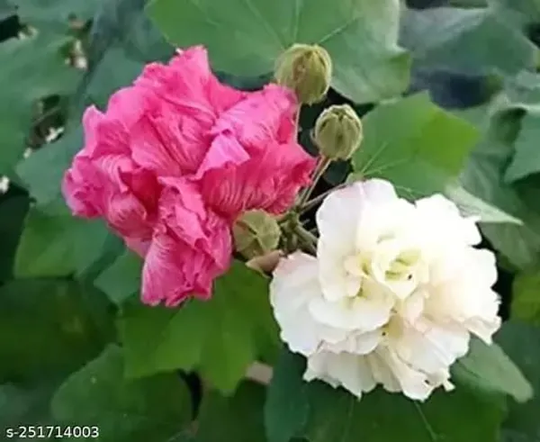 Land_Lotus_Color_Changing_Flower_Plant