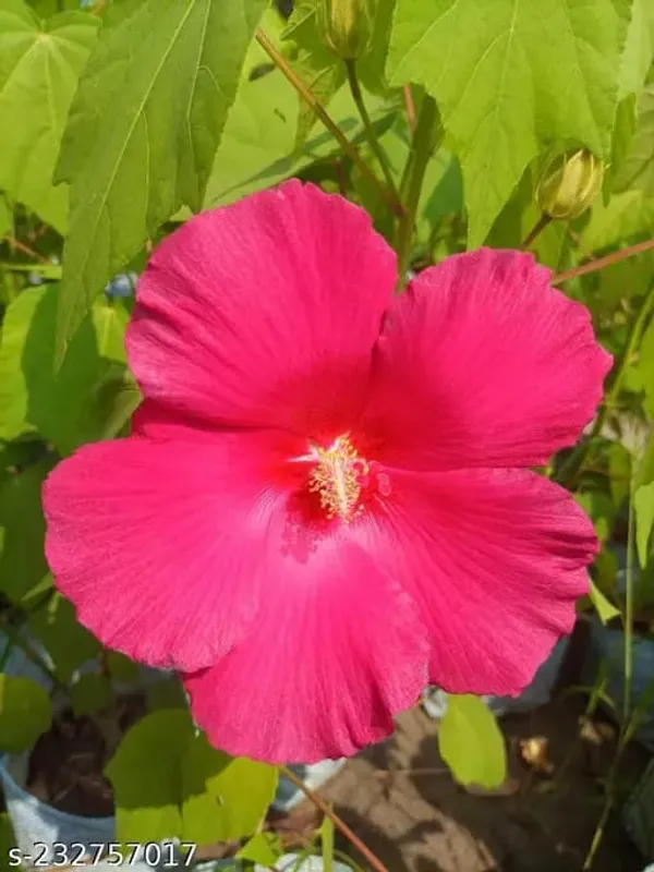 Land_Lotus_Pink_Flower_Plant