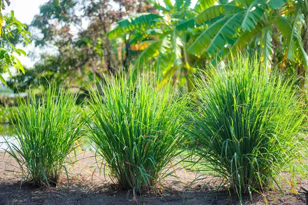 Lemon_Grass_Plant_(Pack_Of_1)