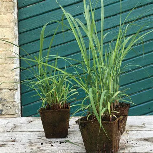 Lemon_Grass_Plant_(Pack_Of_1)