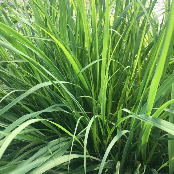 Lemon_Grass_Plant_(Pack_Of_1)