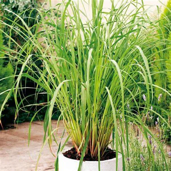 Lemon_Grass_Plant_(Pack_Of_1)