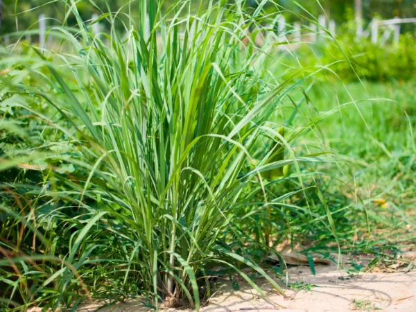 Lemon_Grass_Plant_(Pack_Of_1)