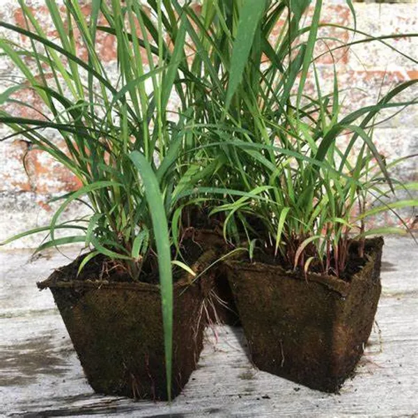 Lemon_Grass_Plant_(Pack_Of_1)