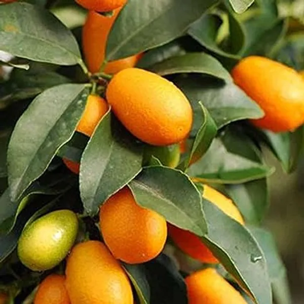 Sweet_Lemon_Kumquat(Grafted)_Fruit_Plants_&_Tree_Hybrid_Healthy_Plant_And_Tree_For_Home_Gardening_Outdoor_Plants