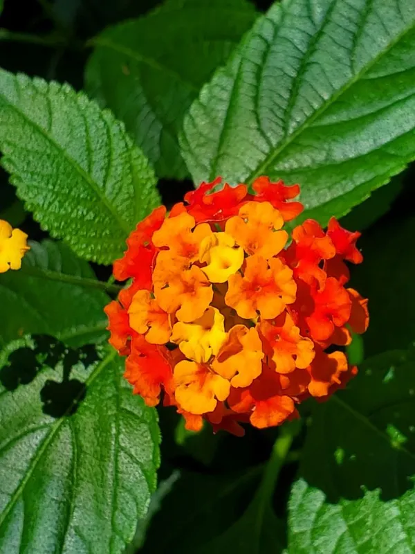 Pink_Yellow_Miss_Lantana_Lantana_Plant