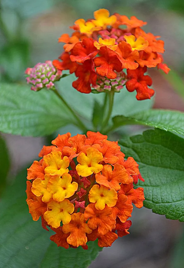 Pink_Yellow_Miss_Lantana_Lantana_Plant