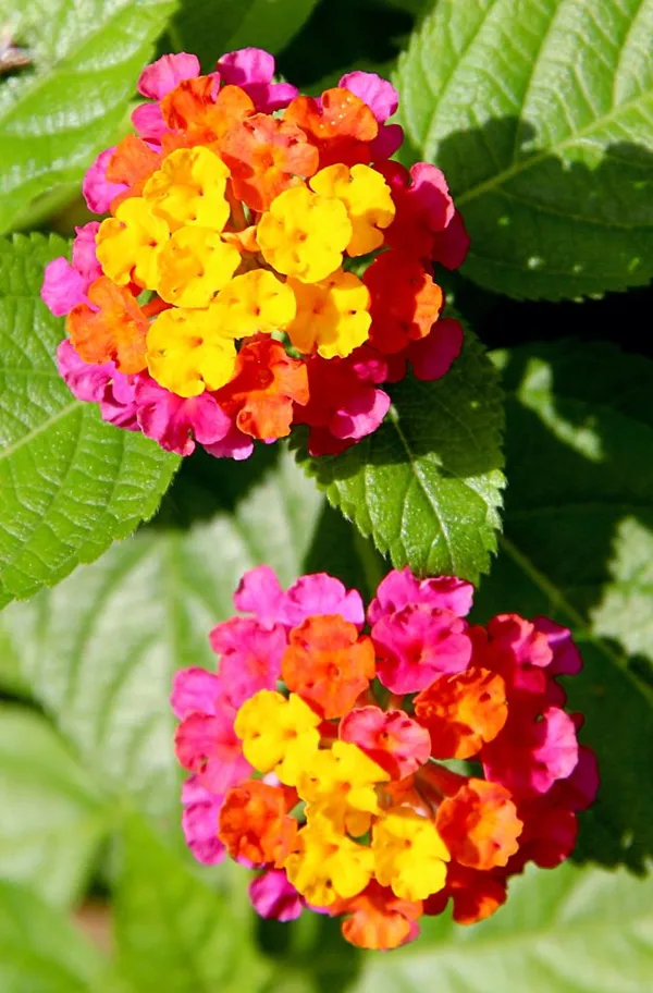 Pink_Yellow_Miss_Lantana_Lantana_Plant