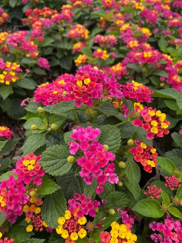 Pink_Yellow_Miss_Lantana_Lantana_Plant