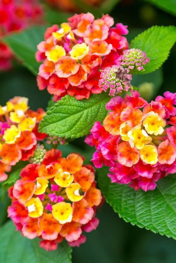 Lil_Miss_Lantana,Lantana_Plant,_Lantana_Plant_,_Lantana_Flowers,_Lanta_Plant,_Pink_Lantana,_Yellow_Lantana