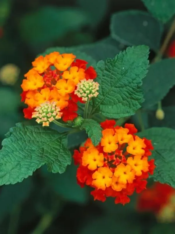 Pink_Yellow_Miss_Lantana_Lantana_Plant