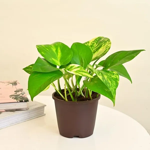 Money_Plant_for_office_desk_balcony_terrace_garden_living_room_corner_bedroom_home_decoration_hanging_gifting_air_purifier_oxygen_lucky_table_plant_(without_pot)