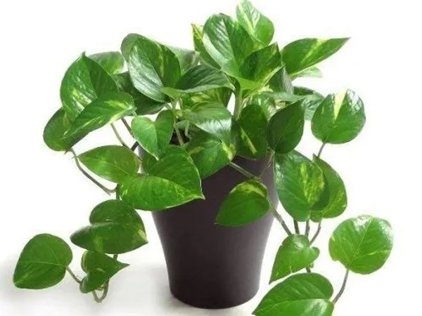 Money_Plant_for_office_desk_balcony_terrace_garden_living_room_corner_bedroom_home_decoration_hanging_gifting_air_purifier_oxygen_lucky_table_plant_(without_pot)