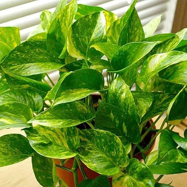 Money_Plant_for_office_desk_balcony_terrace_garden_living_room_corner_bedroom_home_decoration_hanging_gifting_air_purifier_oxygen_lucky_table_plant_(without_pot)