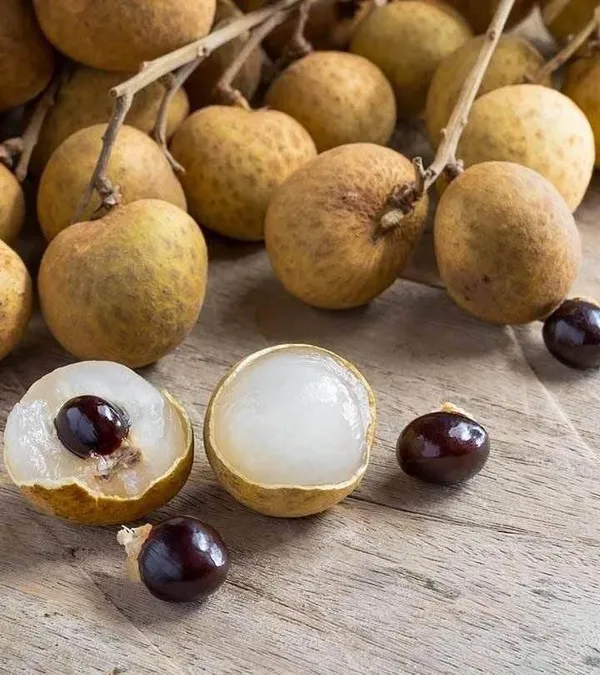 Longan_Fruit_Plant_(Non_Grafting)_Pack_Of_1
