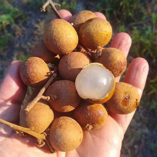 Longan_Grafting_Fruit_Plant_(1.5-3_Feet_Height_Pack_Of_1)