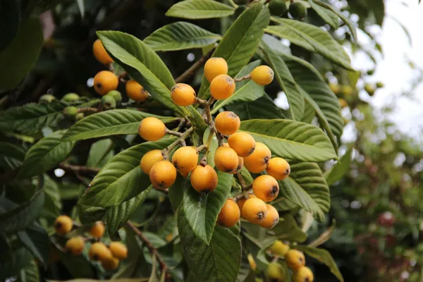 Loquat_Fruit_Plant_–_Evergreen_Tree_|_Fast_Growth,_Heavy_Producer_|_Great_for_Home_Garden_&_Landscape