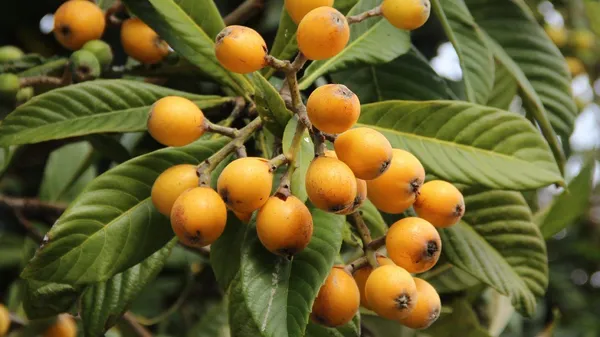 Loquat_Fruit_Plant_–_Evergreen_Tree_|_Fast_Growth,_Heavy_Producer_|_Great_for_Home_Garden_&_Landscape