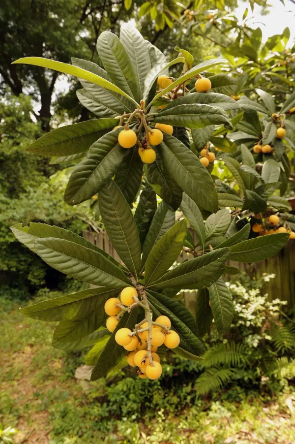 Loquat_Fruit_Plant_–_Evergreen_Tree_|_Fast_Growth,_Heavy_Producer_|_Great_for_Home_Garden_&_Landscape