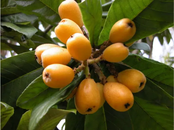 Loquat_Fruit_Plant_–_Evergreen_Tree_|_Fast_Growth,_Heavy_Producer_|_Great_for_Home_Garden_&_Landscape
